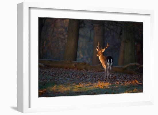 A Young Fallow Deer, Illuminated by the Early Morning Orange Sunrise, Looks Back-Alex Saberi-Framed Photographic Print