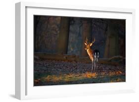 A Young Fallow Deer, Illuminated by the Early Morning Orange Sunrise, Looks Back-Alex Saberi-Framed Photographic Print