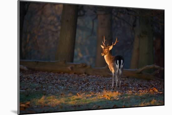 A Young Fallow Deer, Illuminated by the Early Morning Orange Sunrise, Looks Back-Alex Saberi-Mounted Photographic Print