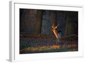 A Young Fallow Deer, Illuminated by the Early Morning Orange Sunrise, Looks Back-Alex Saberi-Framed Photographic Print