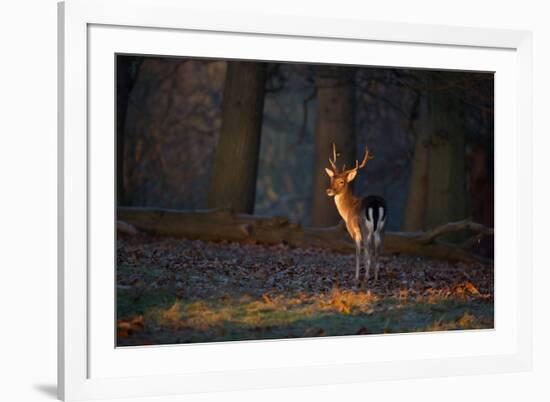 A Young Fallow Deer, Illuminated by the Early Morning Orange Sunrise, Looks Back-Alex Saberi-Framed Photographic Print