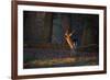 A Young Fallow Deer, Illuminated by the Early Morning Orange Sunrise, Looks Back-Alex Saberi-Framed Photographic Print