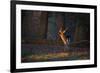 A Young Fallow Deer, Illuminated by the Early Morning Orange Sunrise, Looks Back-Alex Saberi-Framed Photographic Print