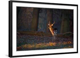 A Young Fallow Deer, Illuminated by the Early Morning Orange Sunrise, Looks Back-Alex Saberi-Framed Photographic Print