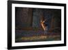 A Young Fallow Deer, Illuminated by the Early Morning Orange Sunrise, Looks Back-Alex Saberi-Framed Photographic Print