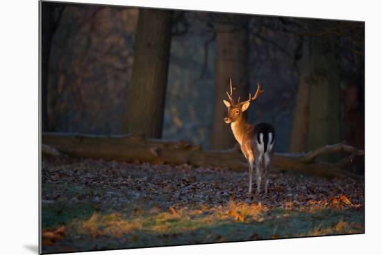 A Young Fallow Deer, Illuminated by the Early Morning Orange Sunrise, Looks Back-Alex Saberi-Mounted Photographic Print