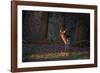 A Young Fallow Deer, Illuminated by the Early Morning Orange Sunrise, Looks Back-Alex Saberi-Framed Photographic Print