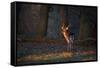 A Young Fallow Deer, Illuminated by the Early Morning Orange Sunrise, Looks Back-Alex Saberi-Framed Stretched Canvas