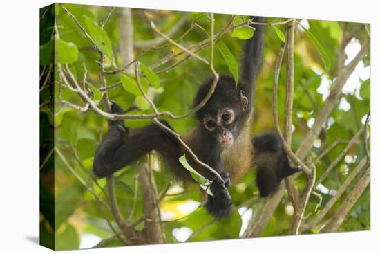 A Young Female Geoffroyõs Spider Monkey in Corcovado National Park, Costa Rica-Neil Losin-Stretched Canvas