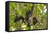 A Young Female Geoffroyõs Spider Monkey in Corcovado National Park, Costa Rica-Neil Losin-Framed Stretched Canvas