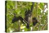 A Young Female Geoffroyõs Spider Monkey in Corcovado National Park, Costa Rica-Neil Losin-Stretched Canvas