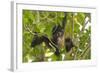 A Young Female Geoffroyõs Spider Monkey in Corcovado National Park, Costa Rica-Neil Losin-Framed Photographic Print