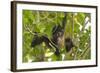 A Young Female Geoffroyõs Spider Monkey in Corcovado National Park, Costa Rica-Neil Losin-Framed Photographic Print