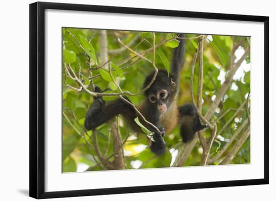 A Young Female Geoffroyõs Spider Monkey in Corcovado National Park, Costa Rica-Neil Losin-Framed Photographic Print