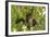 A Young Female Geoffroyõs Spider Monkey in Corcovado National Park, Costa Rica-Neil Losin-Framed Photographic Print