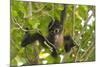 A Young Female Geoffroyõs Spider Monkey in Corcovado National Park, Costa Rica-Neil Losin-Mounted Photographic Print