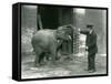 A Young Female Indian Elephant with Keeper H. Robertson, London Zoo, 22nd February 1922-Frederick William Bond-Framed Stretched Canvas