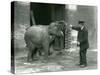 A Young Female Indian Elephant with Keeper H. Robertson, London Zoo, 22nd February 1922-Frederick William Bond-Stretched Canvas