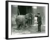 A Young Female Indian Elephant with Keeper H. Robertson, London Zoo, 22nd February 1922-Frederick William Bond-Framed Photographic Print