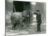 A Young Female Indian Elephant with Keeper H. Robertson, London Zoo, 22nd February 1922-Frederick William Bond-Mounted Photographic Print