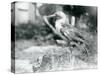 A Young Gannet Standing on a Tree Stump at London Zoo in 1929 (B/W Photo)-Frederick William Bond-Stretched Canvas