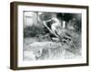 A Young Gannet Standing on a Tree Stump at London Zoo in 1929 (B/W Photo)-Frederick William Bond-Framed Giclee Print
