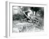 A Young Gannet Standing on a Tree Stump at London Zoo in 1929 (B/W Photo)-Frederick William Bond-Framed Giclee Print