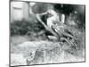 A Young Gannet Standing on a Tree Stump at London Zoo in 1929 (B/W Photo)-Frederick William Bond-Mounted Giclee Print