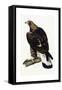 A Young Golden Eagle, 1841-Prideaux John Selby-Framed Stretched Canvas