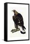 A Young Golden Eagle, 1841-Prideaux John Selby-Framed Stretched Canvas