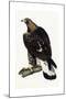 A Young Golden Eagle, 1841-Prideaux John Selby-Mounted Giclee Print