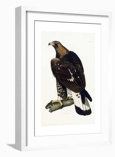 A Young Golden Eagle, 1841-Prideaux John Selby-Framed Giclee Print