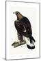 A Young Golden Eagle, 1841-Prideaux John Selby-Mounted Giclee Print