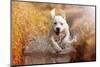 A Young Labrador Retriever Dog is Running through a River with a Pretty Face in Autumn-manushot-Mounted Photographic Print