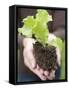 A Young Lettuce Plant in Someone's Hands-null-Framed Stretched Canvas