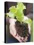 A Young Lettuce Plant in Someone's Hands-null-Stretched Canvas