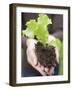 A Young Lettuce Plant in Someone's Hands-null-Framed Photographic Print