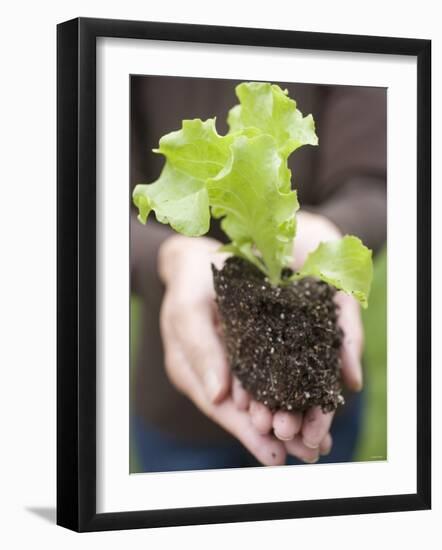 A Young Lettuce Plant in Someone's Hands-null-Framed Photographic Print