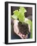 A Young Lettuce Plant in Someone's Hands-null-Framed Photographic Print