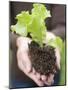 A Young Lettuce Plant in Someone's Hands-null-Mounted Photographic Print