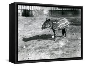 A Young Malayan Tapir at London Zoo, 5th October 1921-Frederick William Bond-Framed Stretched Canvas