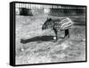 A Young Malayan Tapir at London Zoo, 5th October 1921-Frederick William Bond-Framed Stretched Canvas