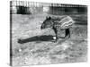 A Young Malayan Tapir at London Zoo, 5th October 1921-Frederick William Bond-Stretched Canvas