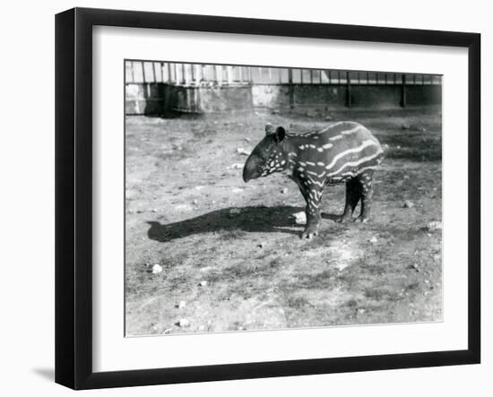 A Young Malayan Tapir at London Zoo, 5th October 1921-Frederick William Bond-Framed Premium Photographic Print