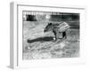 A Young Malayan Tapir at London Zoo, 5th October 1921-Frederick William Bond-Framed Premium Photographic Print