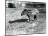 A Young Malayan Tapir at London Zoo, 5th October 1921-Frederick William Bond-Mounted Premium Photographic Print