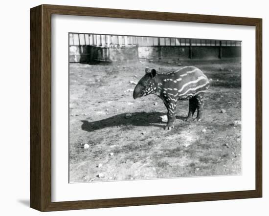 A Young Malayan Tapir at London Zoo, 5th October 1921-Frederick William Bond-Framed Photographic Print