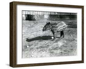 A Young Malayan Tapir at London Zoo, 5th October 1921-Frederick William Bond-Framed Photographic Print