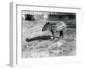 A Young Malayan Tapir at London Zoo, 5th October 1921-Frederick William Bond-Framed Photographic Print