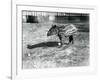 A Young Malayan Tapir at London Zoo, 5th October 1921-Frederick William Bond-Framed Photographic Print